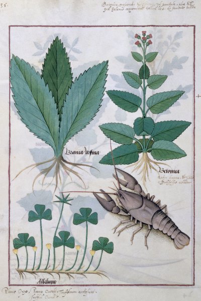 Illustration aus dem Buch der einfachen Heilmittel von Mattheaus Platearius 139v von Robinet Testard